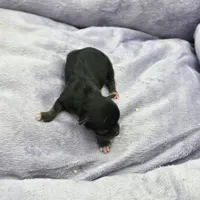 Full AKC Honey's Male # 2, a male Chihuahua for sale in Cullowhee, NC – Photo 4 of 7