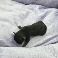 Full AKC Honey's Male # 2, a male Chihuahua for sale in Cullowhee, NC – Photo 6 of 7