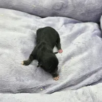 Full AKC Honey's Male # 2, a male Chihuahua for sale in Cullowhee, NC – Photo 5 of 7