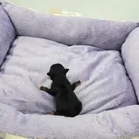 Full AKC Honey's Male # 2, a male Chihuahua for sale in Cullowhee, NC – Photo 3 of 7