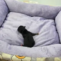 Full AKC Honey's Male # 2, a male Chihuahua for sale in Cullowhee, NC – Photo 7 of 7