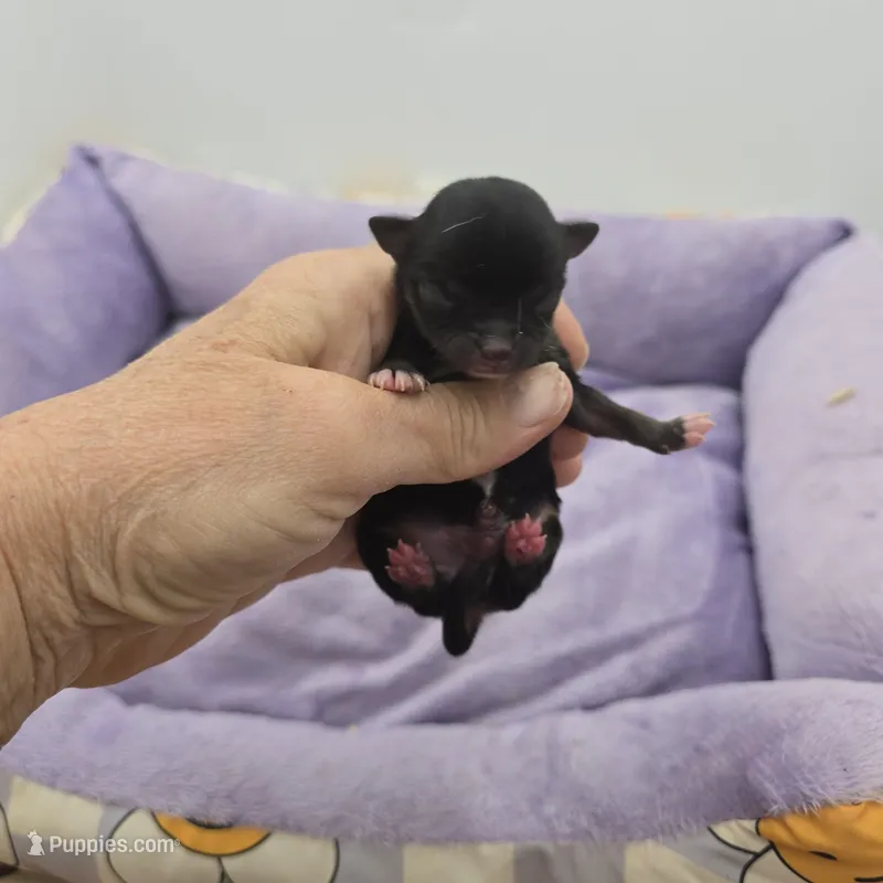 Full AKC Honey's Male # 2 – Chihuahua puppy for sale in Cullowhee, NC