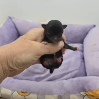 Full AKC Honey's Male # 2, a male Chihuahua for sale in Cullowhee, NC – Photo 1 of 7