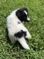 Lucy female full AKC , a female Shetland Sheepdog for sale in Cullowhee, NC – 10 of 10