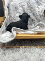 Tri male short coat , a male Chihuahua for sale in Cullowhee, NC – 9 of 10