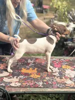 Cupcake chocolate male, a male Toy Fox Terrier for sale in Cullowhee, NC – 7 of 10