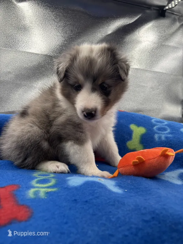 Full AKC Zina M 1 – Shetland Sheepdog puppy for sale in Cullowhee, NC