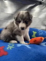 Full AKC Zina M 1, a male Shetland Sheepdog for sale in Cullowhee, NC – 1 of 10