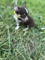  Tripp  male full AKC , a male Chihuahua for sale in Cullowhee, NC – 3 of 10