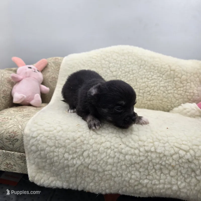 Full AKC Juliette Male # 4  – Chihuahua puppy for sale in Cullowhee, NC