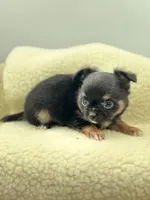 Full AKC teacup Male , a male Chihuahua for sale in Cullowhee, NC – 1 of 10