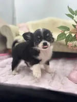 Full AKC Jack Male , a male Chihuahua for sale in Cullowhee, NC – 8 of 10