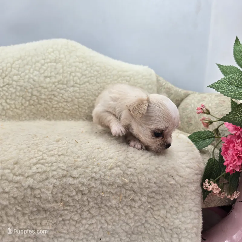 Kitkat Full Akc Champion sired female – Chihuahua puppy for sale in Cullowhee, NC