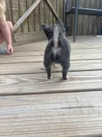 blue female long coat full AKC , a female Chihuahua for sale in Cullowhee, NC – 5 of 10