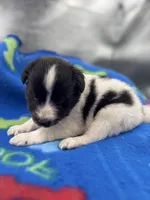 Lucy’s male full AKC color head , a male Shetland Sheepdog for sale in Cullowhee, NC – 5 of 10