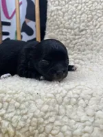 JDs black n white LC female , a female Chihuahua for sale in Cullowhee, NC – 9 of 10
