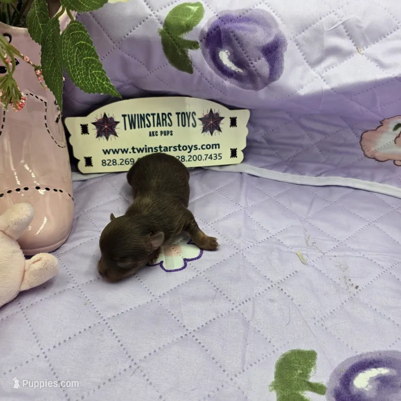 Full Akc Dixie's Chocolate male – Chihuahua puppy for sale in Cullowhee, NC