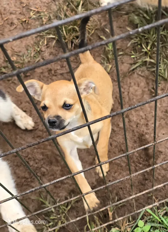 Full AKC Summer Male 2 – Chihuahua puppy for sale in Cullowhee, NC