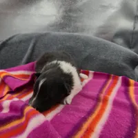 Farrah's Bi-blk female full Akc, a female Shetland Sheepdog for sale in Cullowhee, NC – 6 of 10