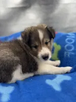 Full AKC Zina M 4, a male Shetland Sheepdog for sale in Cullowhee, NC – 9 of 10