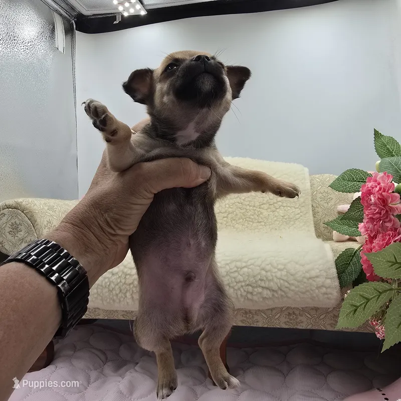 Full AKC Summer Male 2 – Chihuahua puppy for sale in Cullowhee, NC