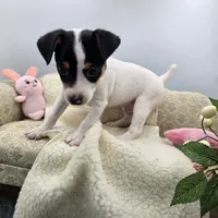 Full AKC Mini's Male # 4, a male Toy Fox Terrier for sale in Cullowhee, NC – 5 of 10