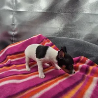 Tesla # 1 Full Akc, a female Toy Fox Terrier for sale in Cullowhee, NC – 5 of 10