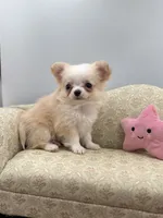 Amber female full AKC Teacup , a female Chihuahua for sale in Cullowhee, NC – 8 of 10