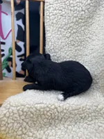 JDs black n white LC female , a female Chihuahua for sale in Cullowhee, NC – 6 of 10