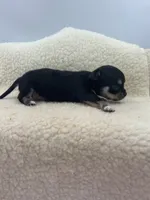 Caroline F1 AKC , a female Chihuahua for sale in Cullowhee, NC – 6 of 10