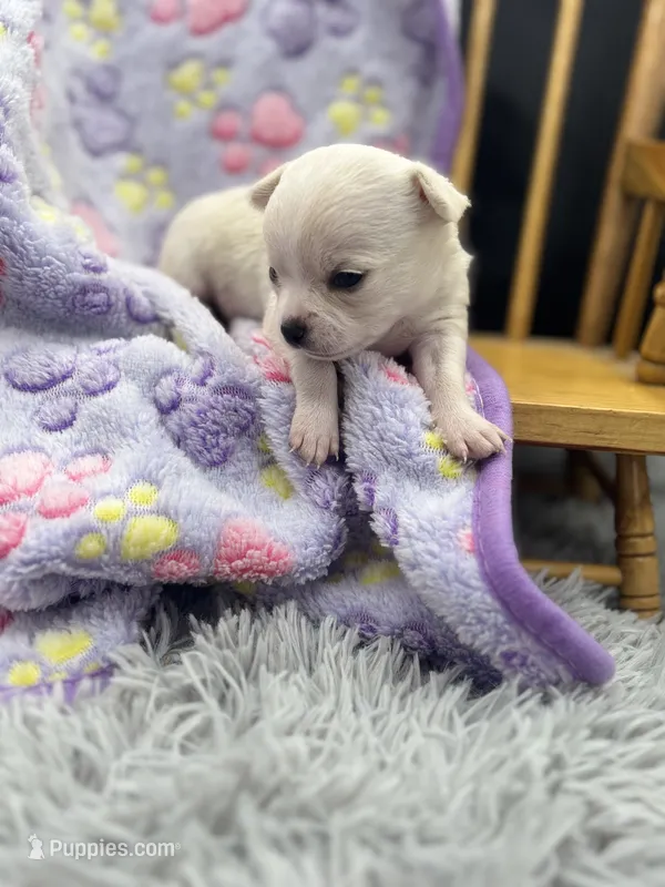 North crème female AKC  – Chihuahua puppy on hold in Cullowhee, NC