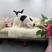 Full AKC Mini's Male #2, a male Toy Fox Terrier for sale in Cullowhee, NC – 8 of 9