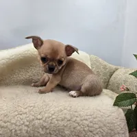Zoey Full Akc male, a male Chihuahua for sale in Cullowhee, NC – 2 of 10