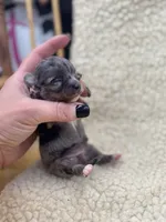 JDs Blue Merle LC Full AKC , a female Chihuahua for sale in Cullowhee, NC – 7 of 10