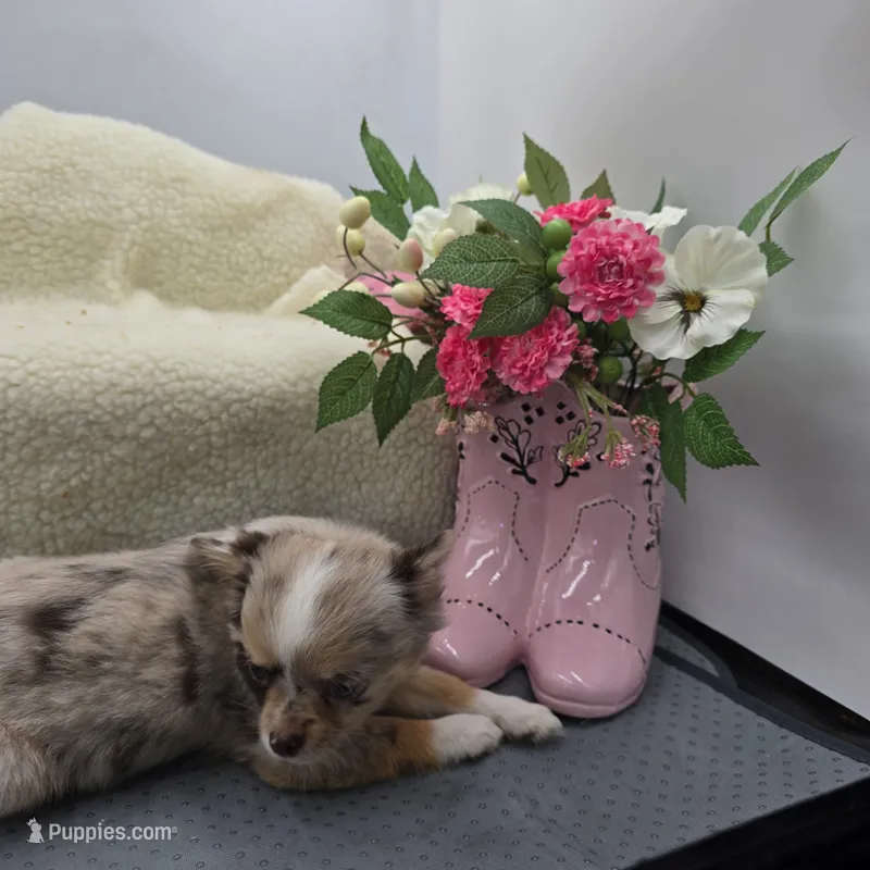 Chocolate Merle female full  AKC  – Chihuahua puppy for sale in Cullowhee, NC