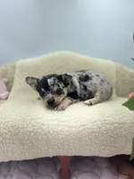 Ravens male full AKC , a male Chihuahua for sale in Cullowhee, NC – 1 of 10