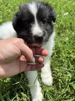 Lucy female full AKC , a female Shetland Sheepdog for sale in Cullowhee, NC – 3 of 10