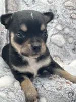 Tri male short coat , a male Chihuahua for sale in Cullowhee, NC – 2 of 10