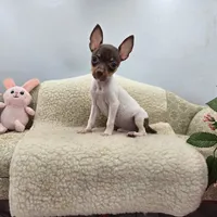 Cupcake tiny chocolate male, a male Toy Fox Terrier for sale in Cullowhee, NC – 8 of 10