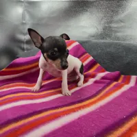 Tinkers Tiny Tim, a male Toy Fox Terrier for sale in Cullowhee, NC – 4 of 10