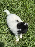 Lucy female full AKC , a female Shetland Sheepdog for sale in Cullowhee, NC – 6 of 10