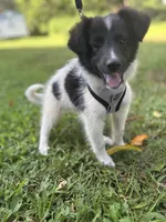 Lucy male #2 full AKC , a male Shetland Sheepdog for sale in Cullowhee, NC – 2 of 10