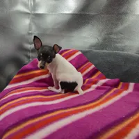 Tinkers Tiny Tim, a male Toy Fox Terrier for sale in Cullowhee, NC – 9 of 10