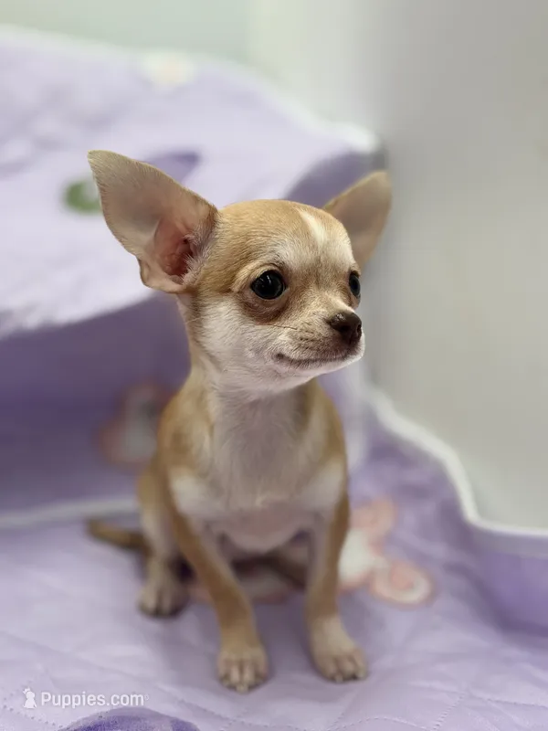 Bitsy AKC  teacup  – Chihuahua puppy for sale in Cullowhee, NC