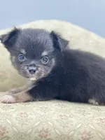 Full AKC Juliette Male # 4 , a male Chihuahua for sale in Cullowhee, NC – 7 of 10