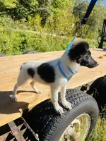 Bruno male AKC, a male Shetland Sheepdog for sale in Cullowhee, NC – 5 of 9