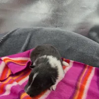 Farrah's Bi-blk female full Akc, a female Shetland Sheepdog for sale in Cullowhee, NC – 5 of 10