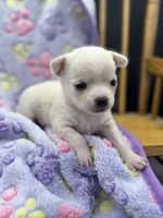 North crème female AKC , a female Chihuahua for sale in Cullowhee, NC – 8 of 10