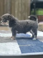 Freyas female full AKC , a female Chihuahua for sale in Cullowhee, NC – 3 of 10