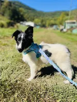 Belles  full AKC , a female Shetland Sheepdog for sale in Cullowhee, NC – 7 of 9